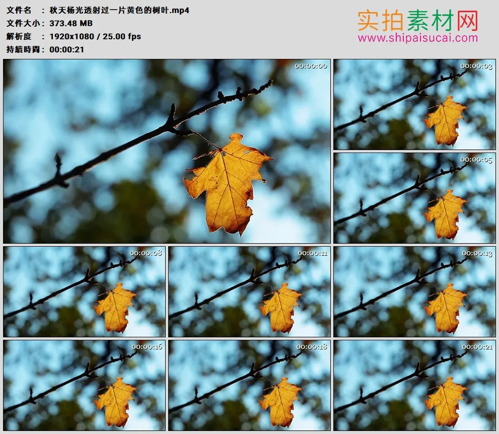 高清实拍视频素材丨秋天阳光透射过一片黄色的树叶