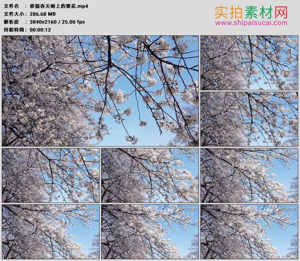 4K高清实拍视频素材丨移摄春天树上的繁花