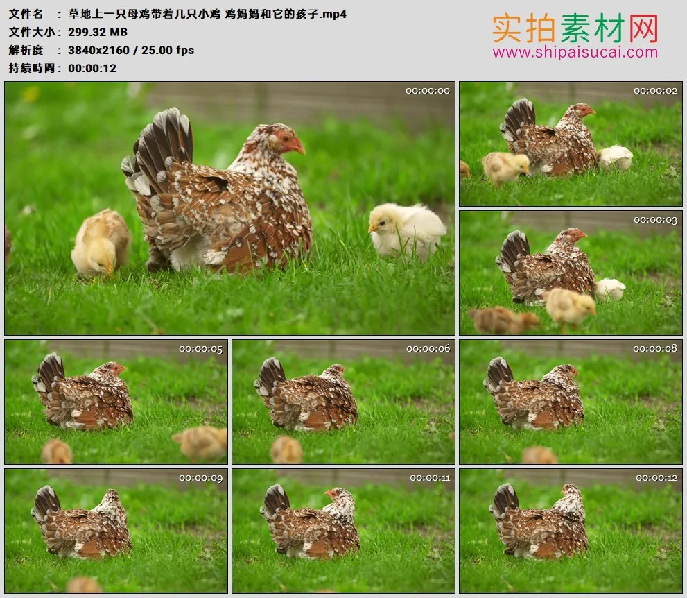 4K高清实拍视频素材丨草地上一只母鸡带着几只小鸡 鸡妈妈和它的孩子
