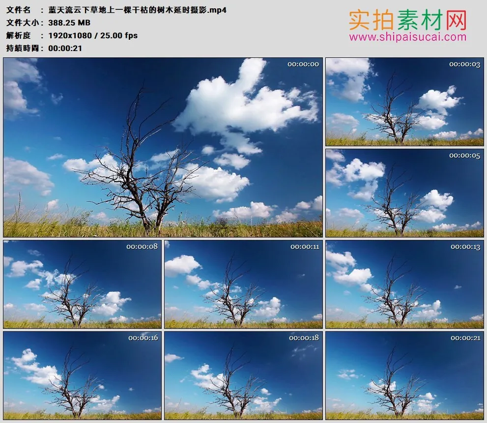 高清实拍视频素材丨蓝天流云下草地上一棵干枯的树木延时摄影