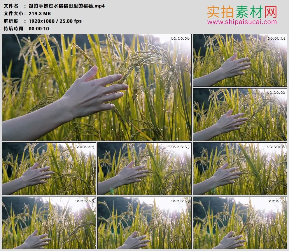 高清实拍视频素材丨跟拍手拂过水稻稻田里的稻穗