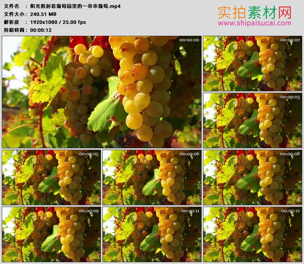 高清实拍视频素材丨阳光照射着葡萄园里的一串串葡萄