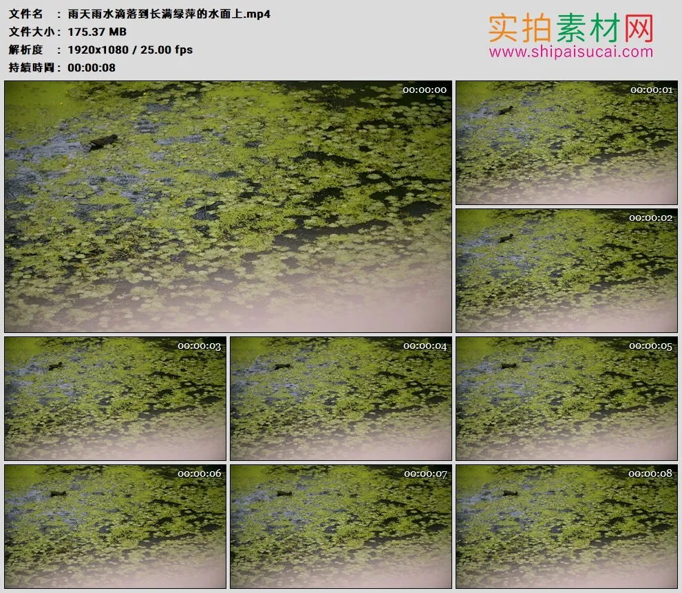 高清实拍视频素材丨雨天雨水滴落到长满绿萍的水面上