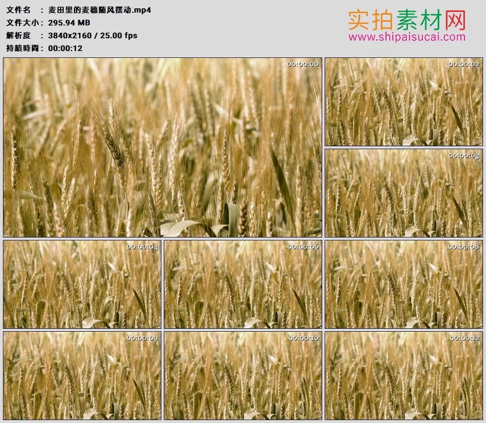 4K高清实拍视频素材丨麦田里的麦穗随风摆动