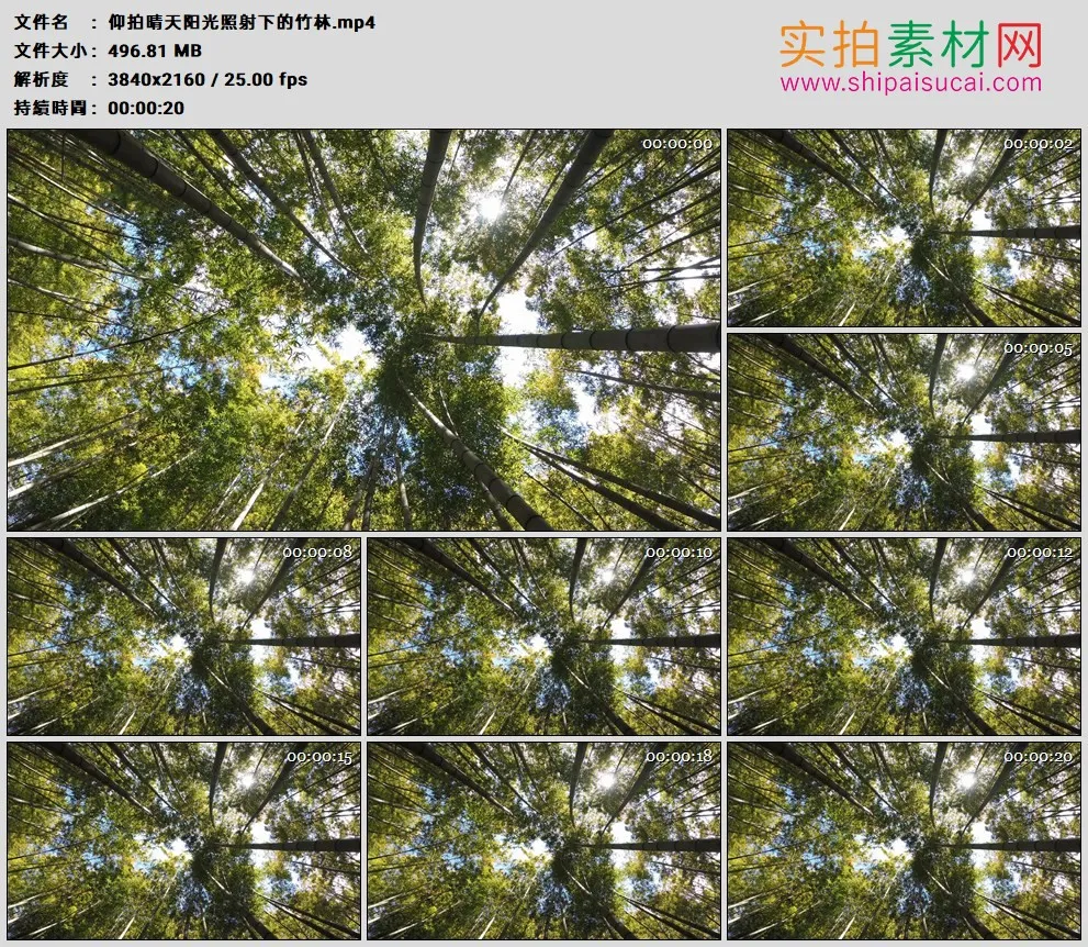 4K高清实拍视频素材丨仰拍晴天阳光照射下的竹林