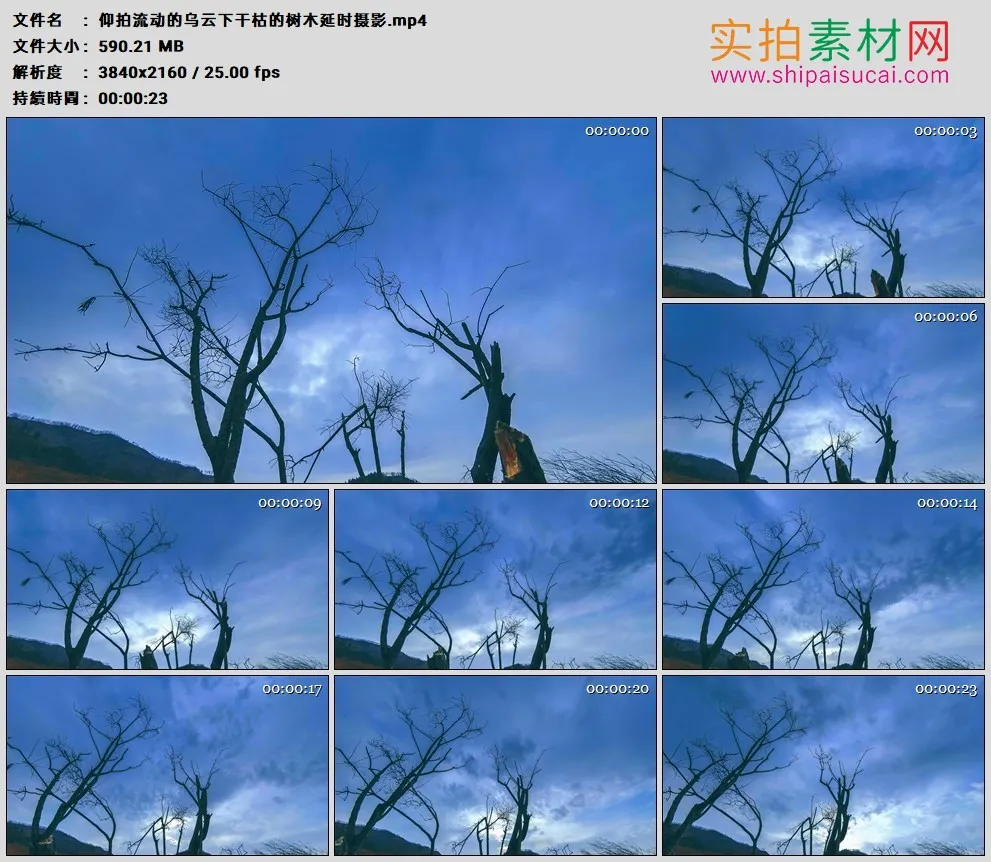 4K高清实拍视频素材丨仰拍流动的乌云下干枯的树木延时摄影