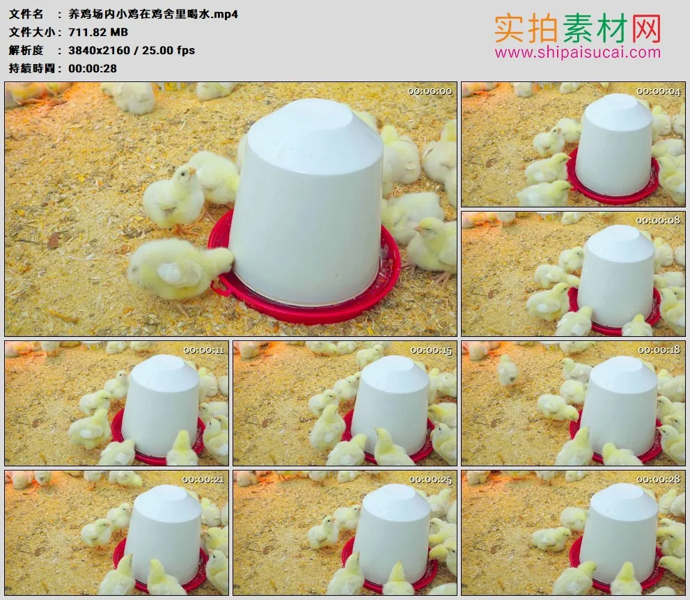 4K高清实拍视频素材丨养鸡场内小鸡在鸡舍里喝水