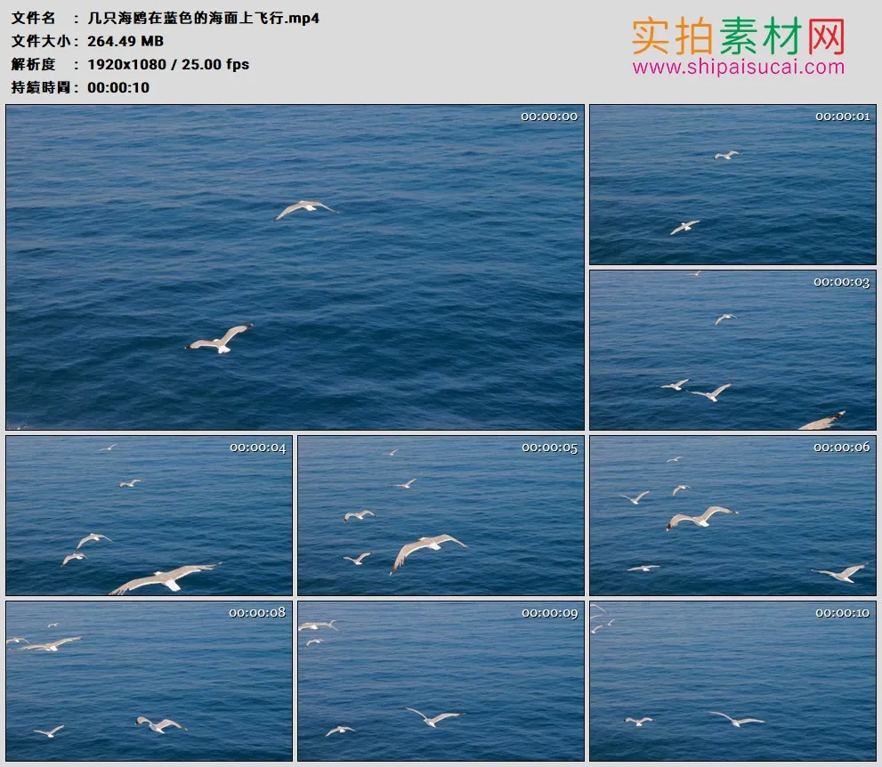 高清实拍视频素材丨几只海鸥在蓝色的海面上飞行