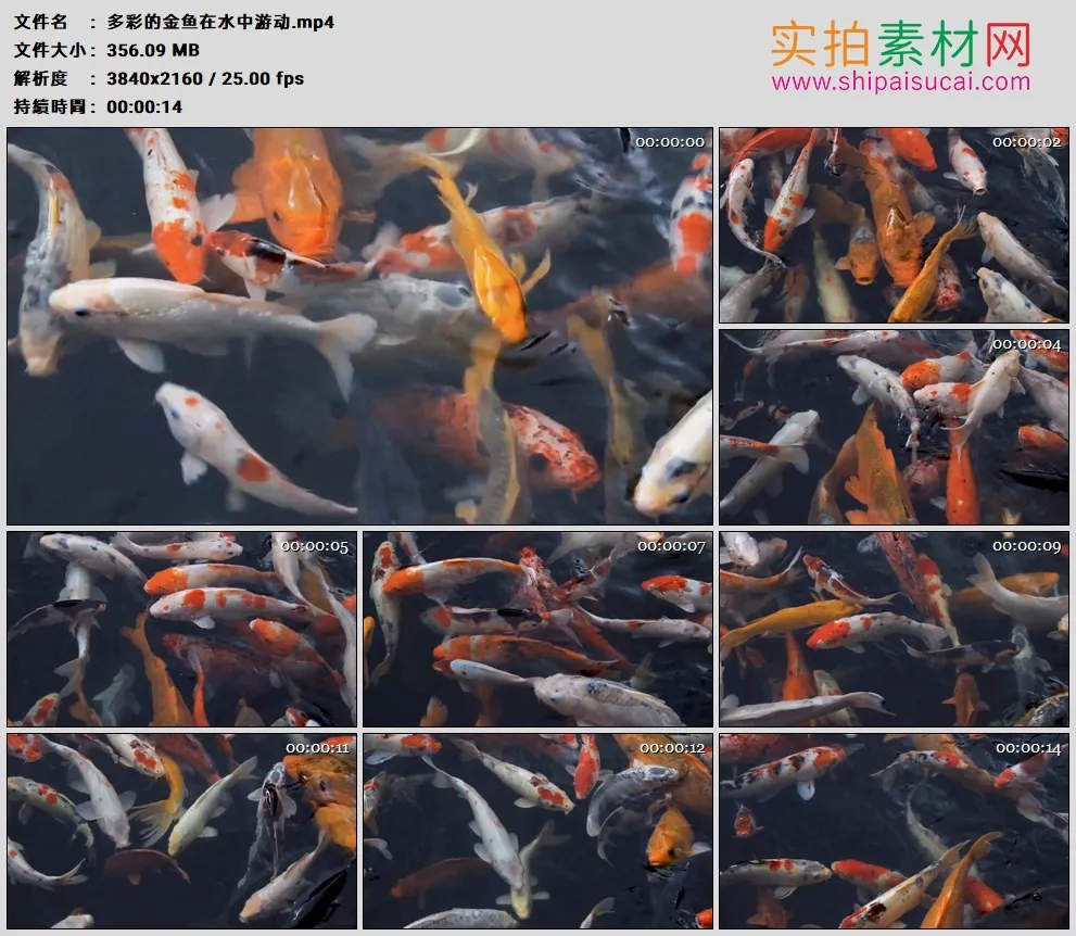 4K高清实拍视频素材丨多彩的金鱼在水中游动