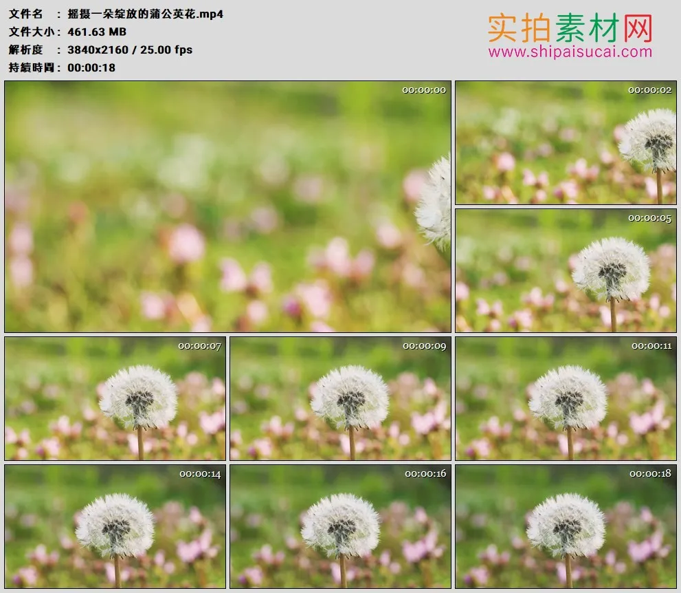 4K高清实拍视频素材丨摇摄一朵绽放的蒲公英花