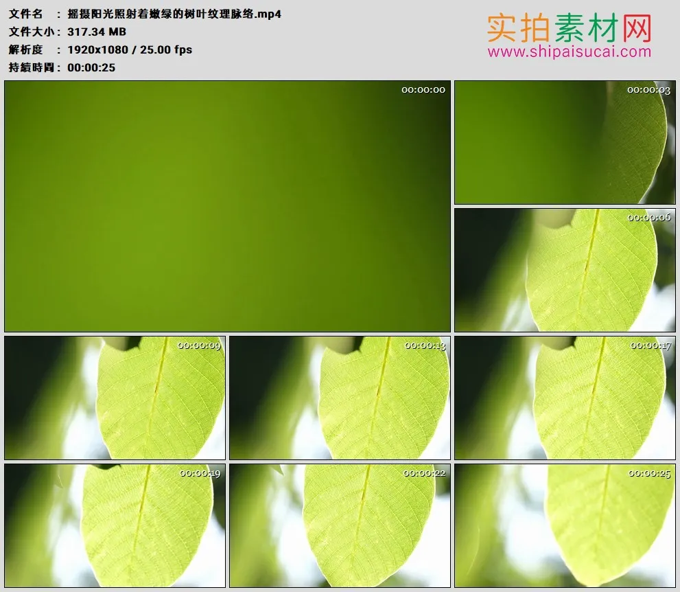 高清实拍视频素材丨摇摄阳光照射着嫩绿的树叶纹理脉络