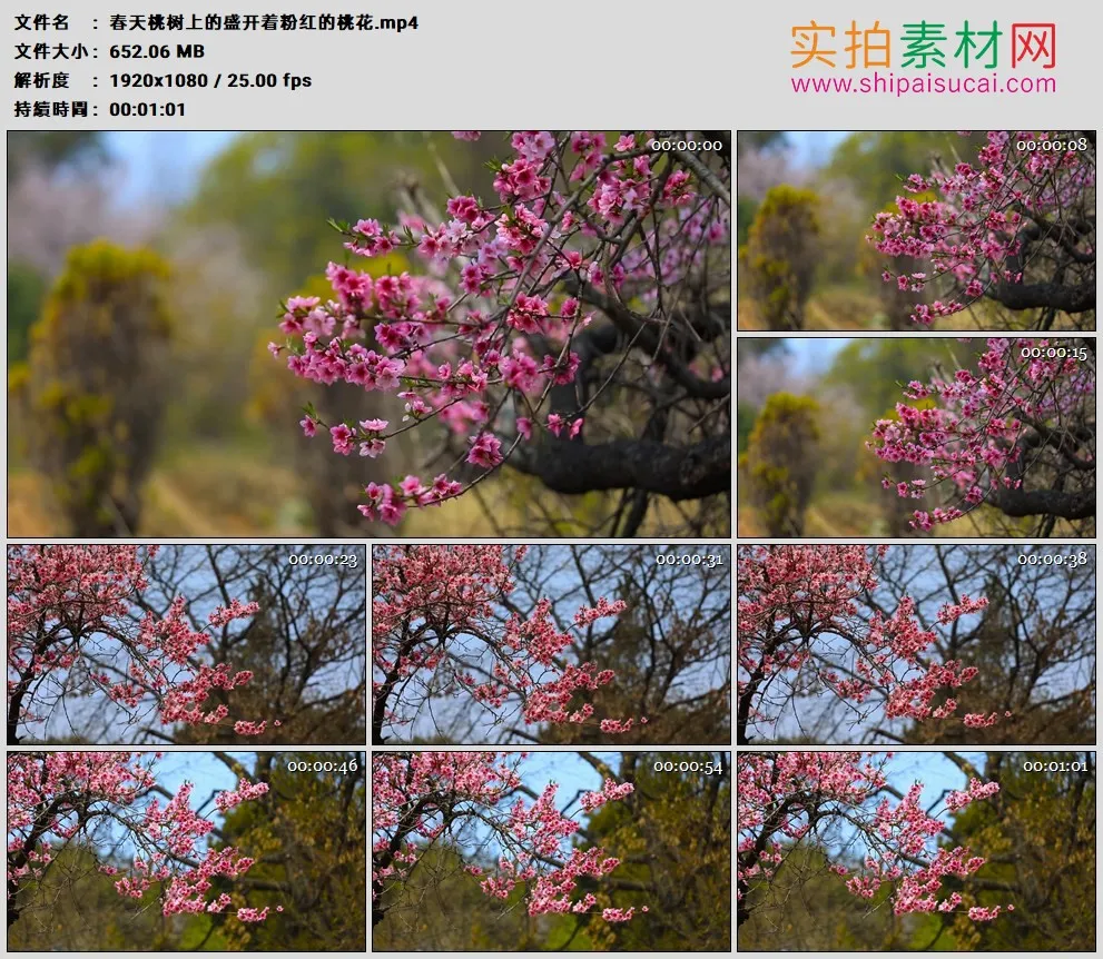 高清实拍视频素材丨春天桃树上的盛开着粉红的桃花