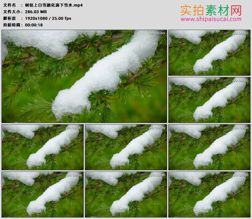 高清实拍视频素材丨冬天树枝上白雪融化滴下雪水