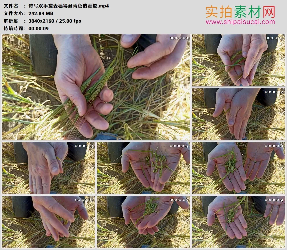 4K高清实拍视频素材丨特写双手搓麦穗得到青色的麦粒