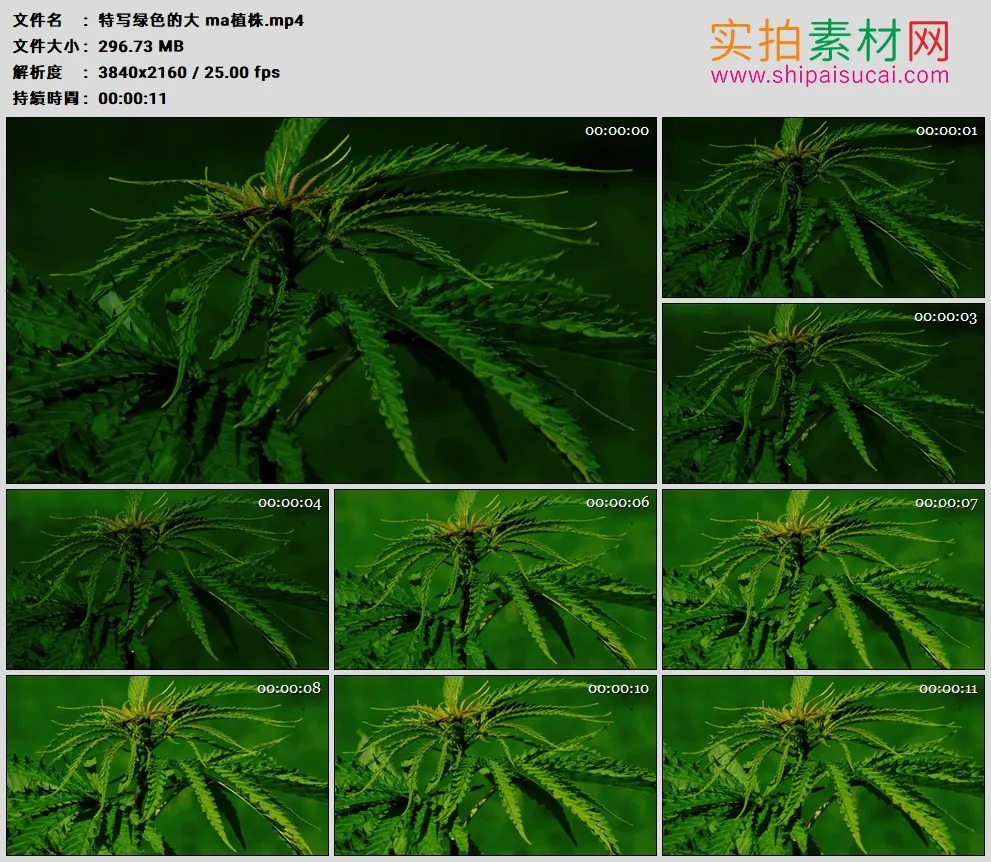 4K高清实拍视频素材丨特写绿色的大麻植株