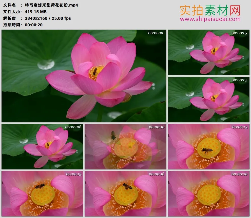 4K高清实拍视频素材丨特写蜜蜂采集荷花花粉