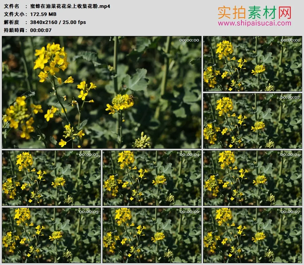 4K高清实拍视频素材丨蜜蜂在油菜花花朵上收集花粉
