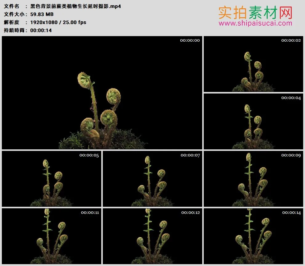 高清实拍视频素材丨黑色背景前蕨类植物生长延时摄影