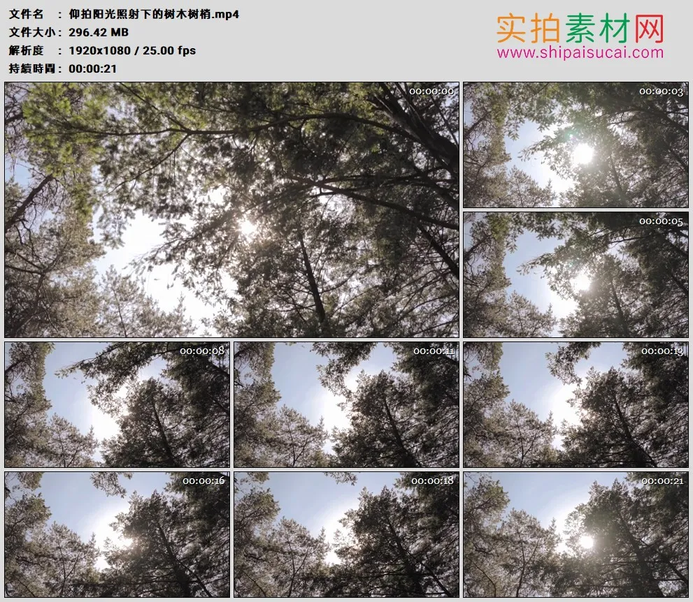 高清实拍视频素材丨仰拍阳光照射下的树木树梢