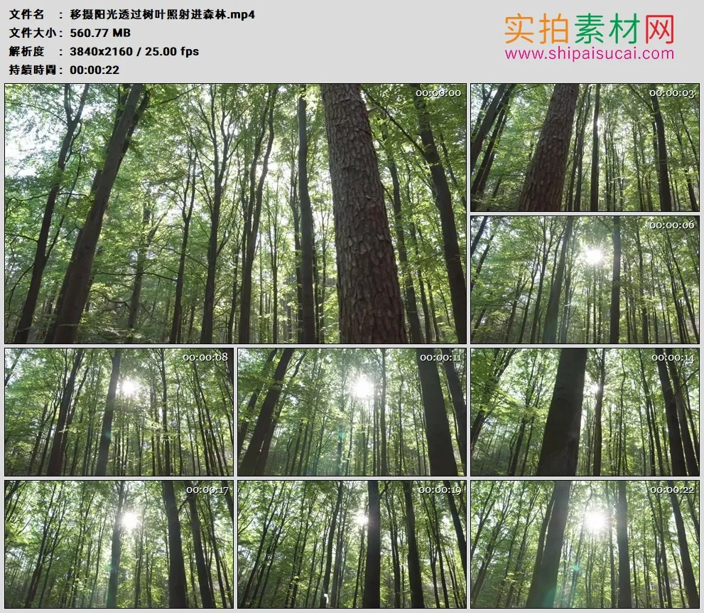 4K高清实拍视频素材丨移摄阳光透过树叶照射进森林
