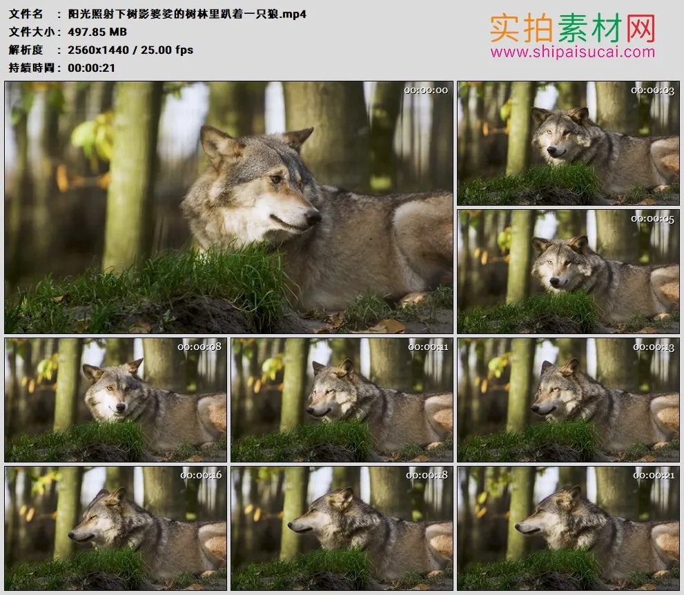 2K高清实拍视频素材丨阳光照射下树影婆娑的树林里趴着一只狼