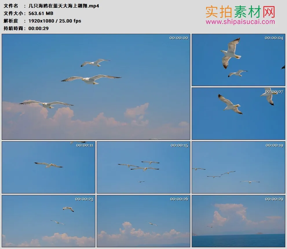 高清实拍视频素材丨几只海鸥在蓝天大海上翱翔