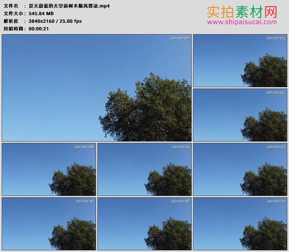 4K高清实拍视频素材丨夏天蔚蓝的天空前树木随风摆动