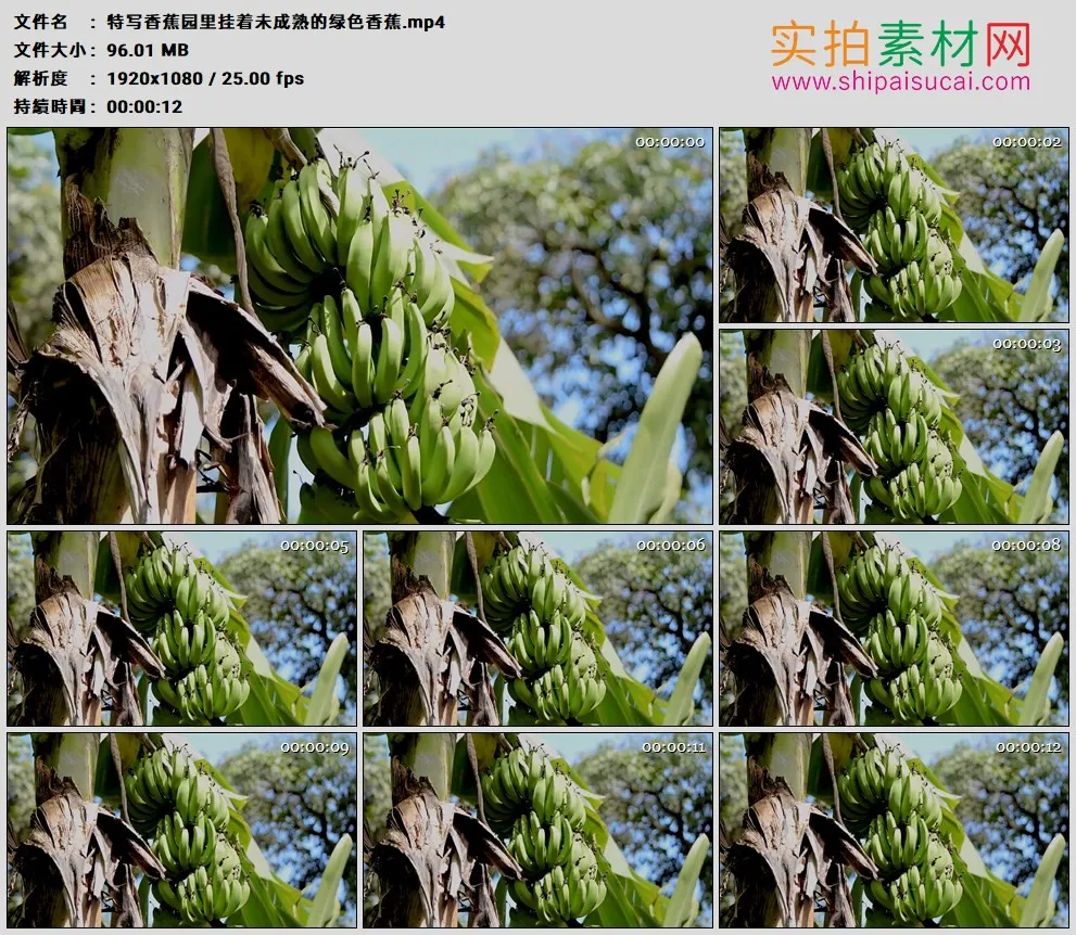高清实拍视频素材丨特写香蕉园里挂着未成熟的绿色香蕉