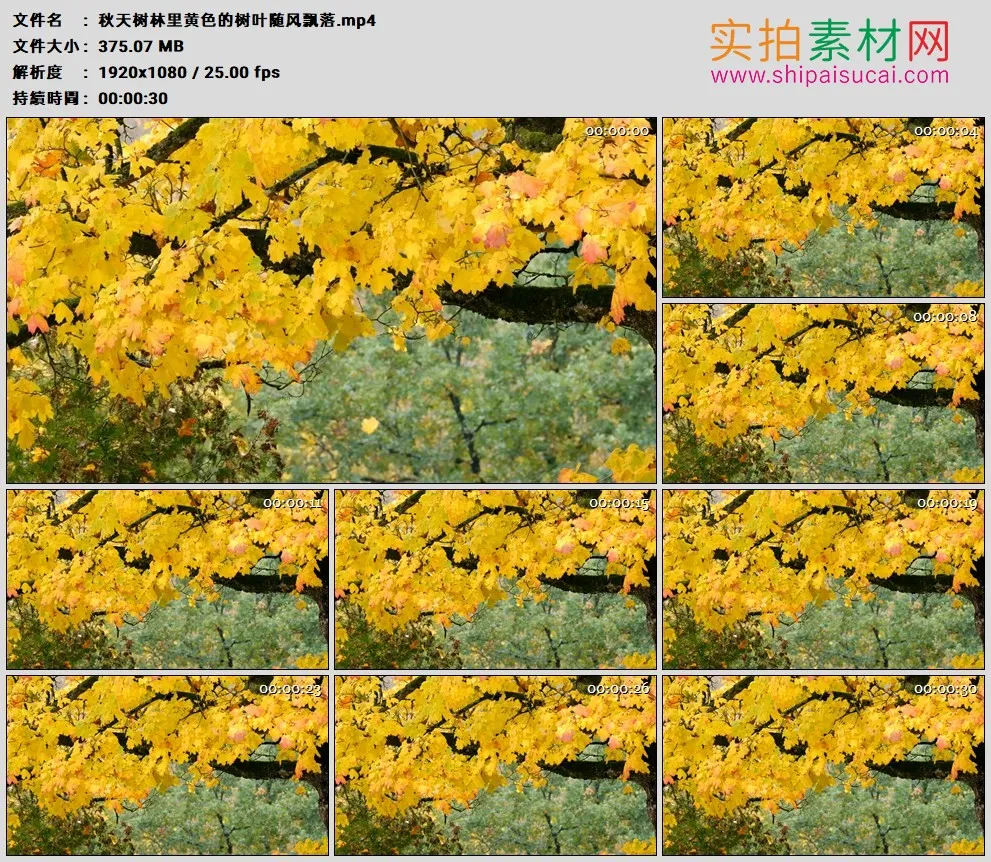 高清实拍视频素材丨秋天树林里黄色的树叶随风飘落