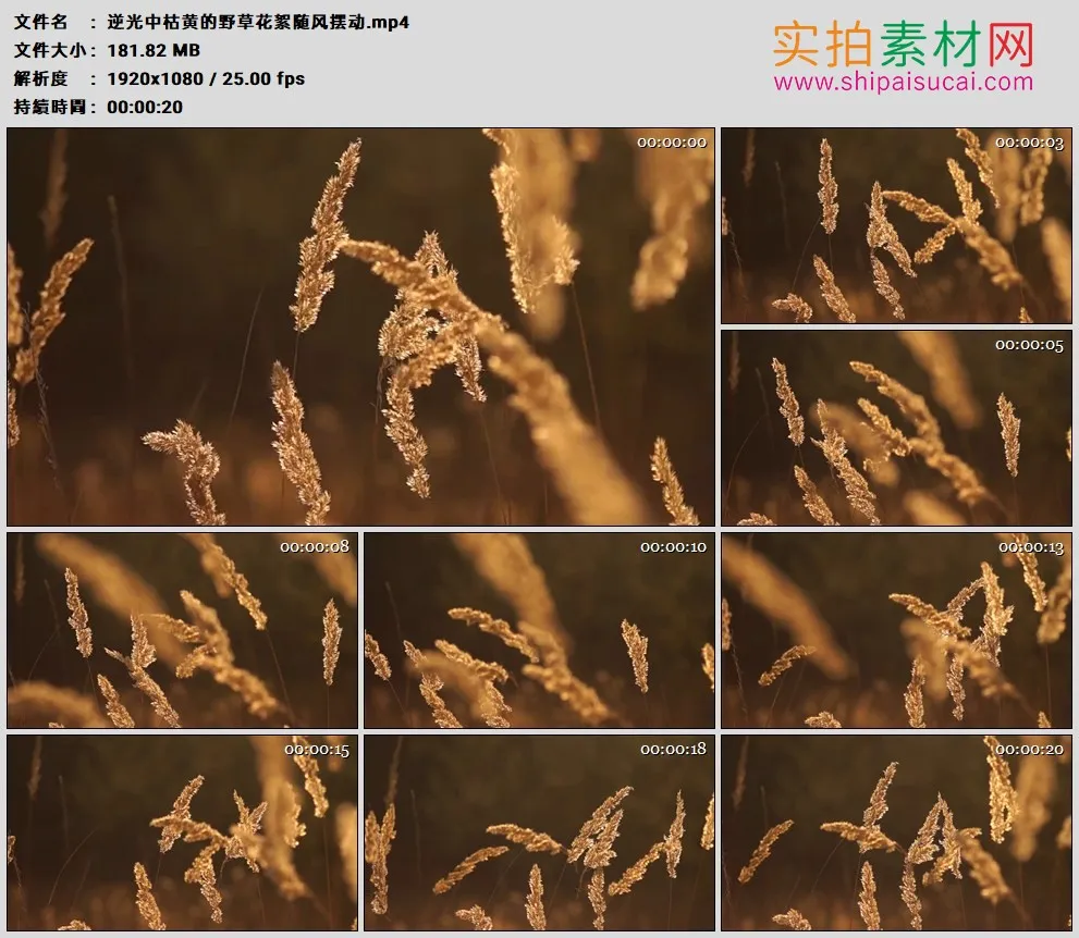 高清实拍视频素材丨逆光中枯黄的野草花絮随风摆动