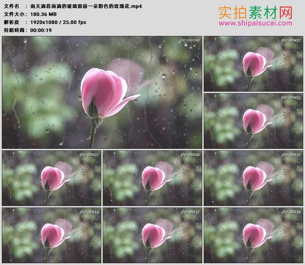 高清实拍视频素材丨雨天滴着雨滴的玻璃窗前一朵粉色的玫瑰花