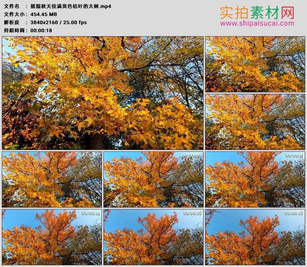 4K高清实拍视频素材丨摇摄秋天挂满黄色枯叶的大树