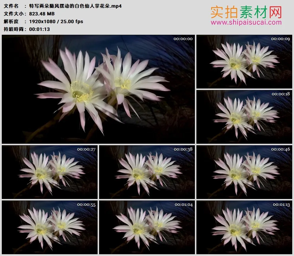 高清实拍视频素材丨特写两朵随风摆动的白色仙人掌花朵