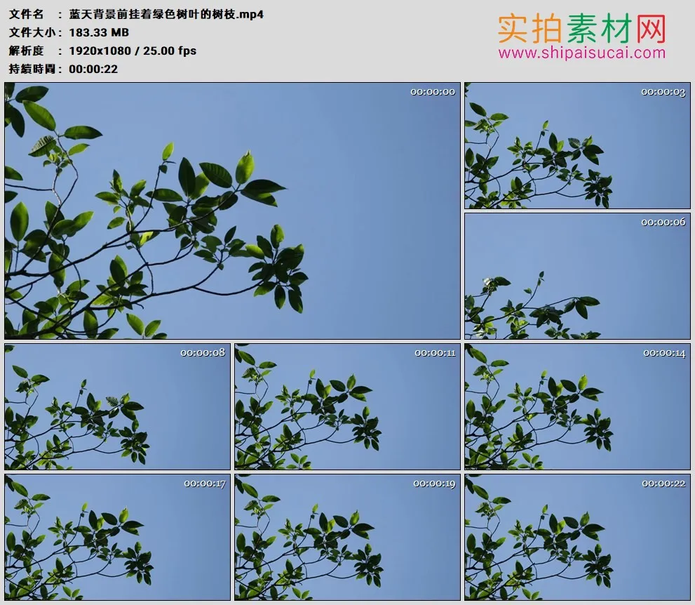高清实拍视频素材丨蓝天背景前挂着绿色树叶的树枝