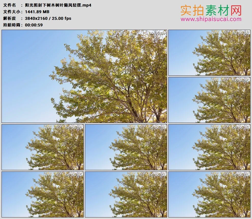 4K高清实拍视频素材丨阳光照射下树木树叶随风轻摆