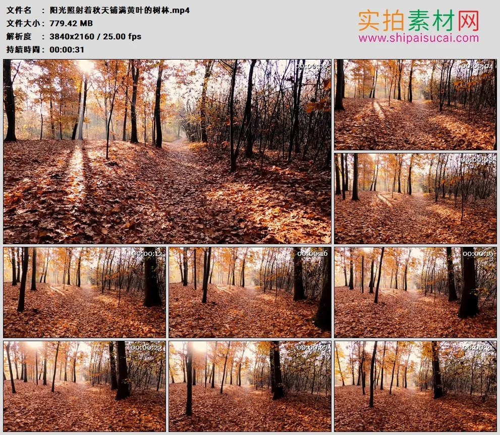 4K高清实拍视频素材丨阳光照射着秋天铺满黄叶的树林