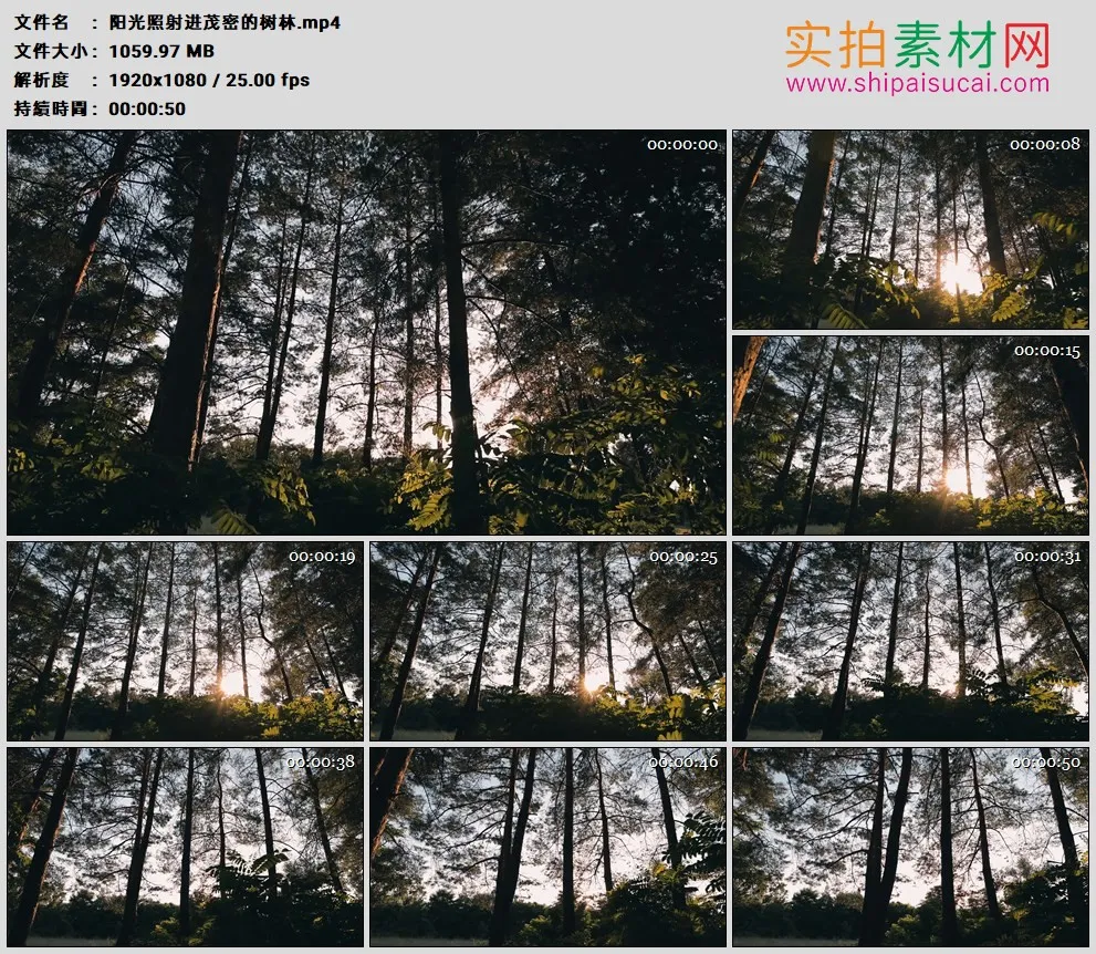 高清实拍视频素材丨阳光照射进茂密的树林