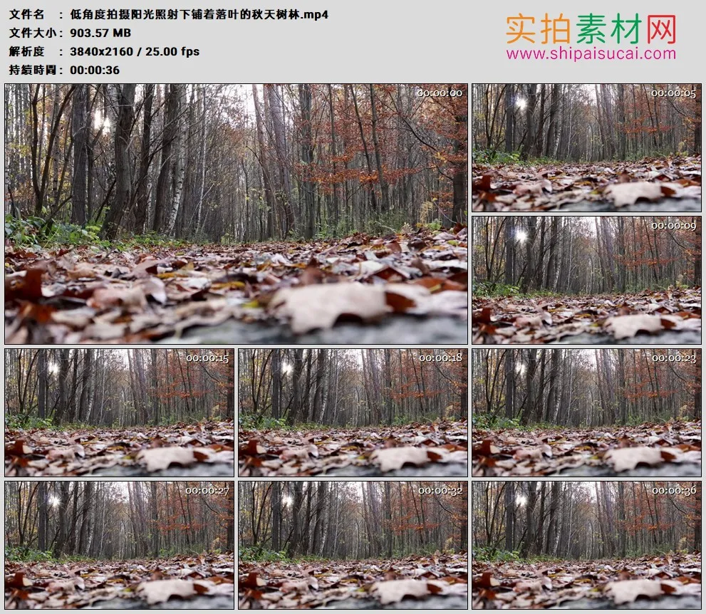 4K高清实拍视频素材丨低角度拍摄阳光照射下铺着落叶的秋天树林