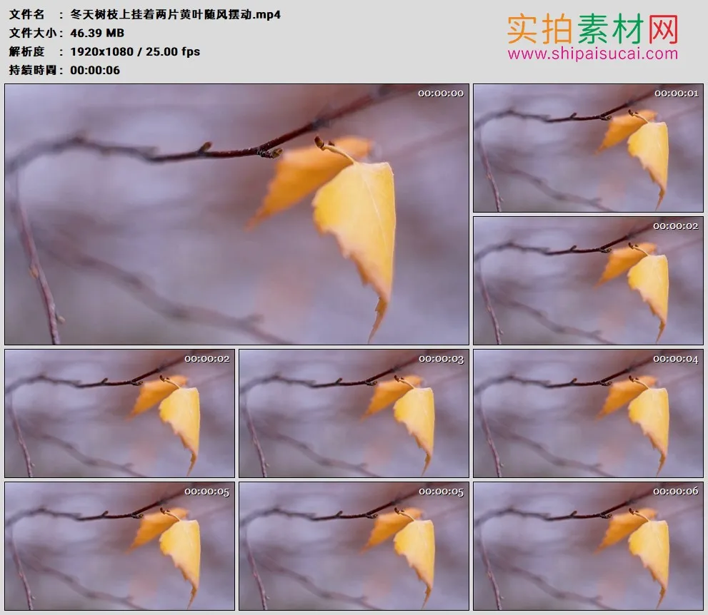 高清实拍视频素材丨冬天树枝上挂着两片黄叶随风摆动