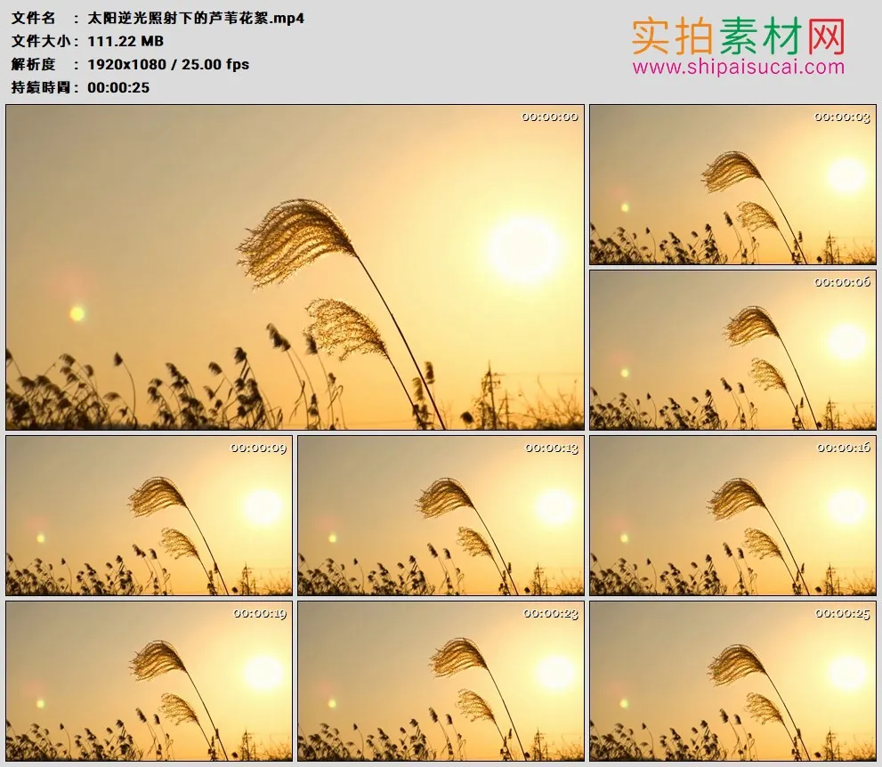 高清实拍视频素材丨太阳逆光照射下的芦苇花絮