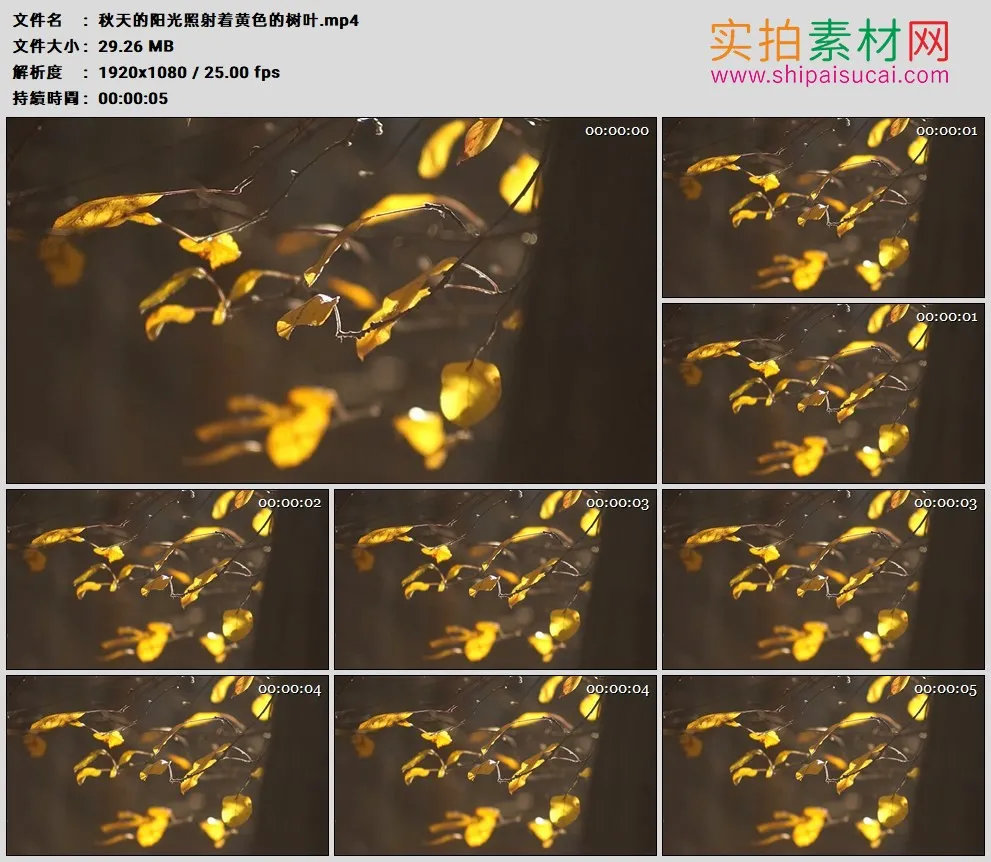 高清实拍视频素材丨秋天的阳光照射着黄色的树叶