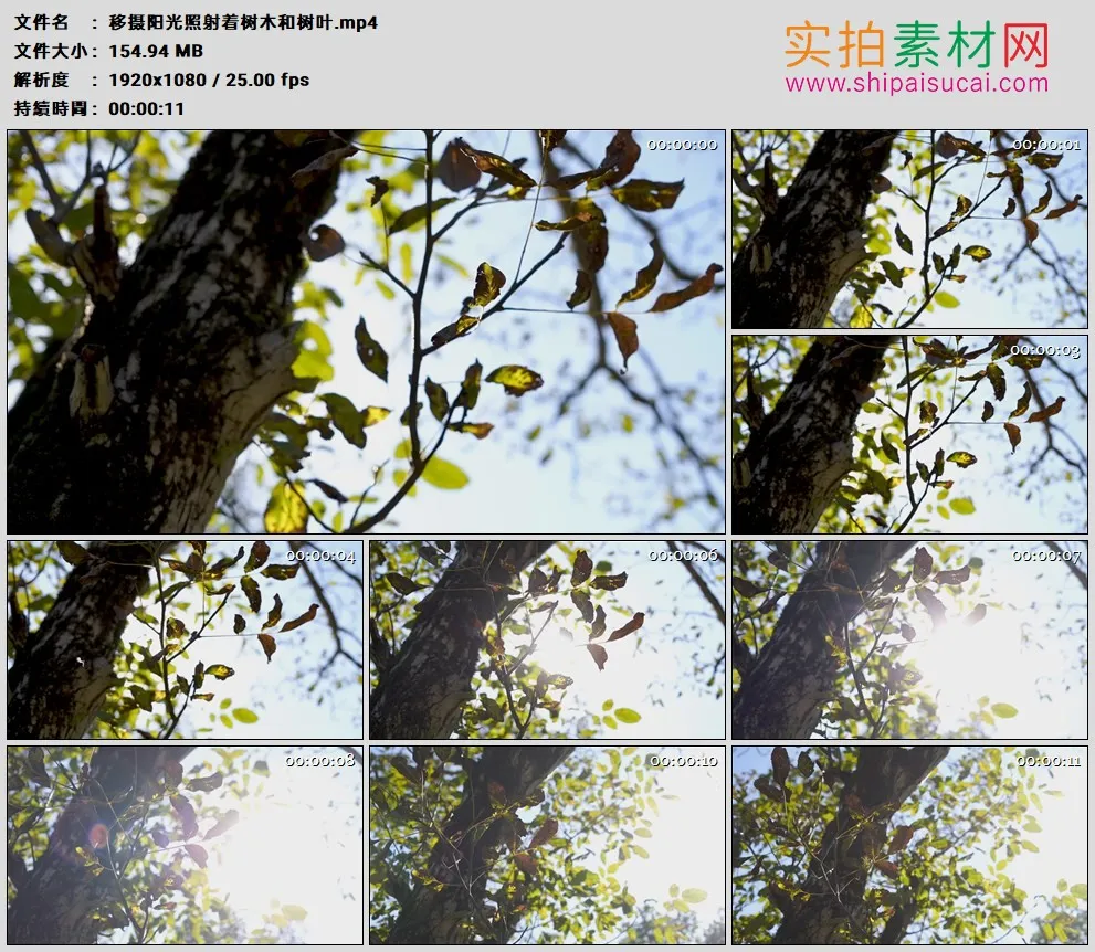 高清实拍视频素材丨移摄阳光照射着树木和树叶