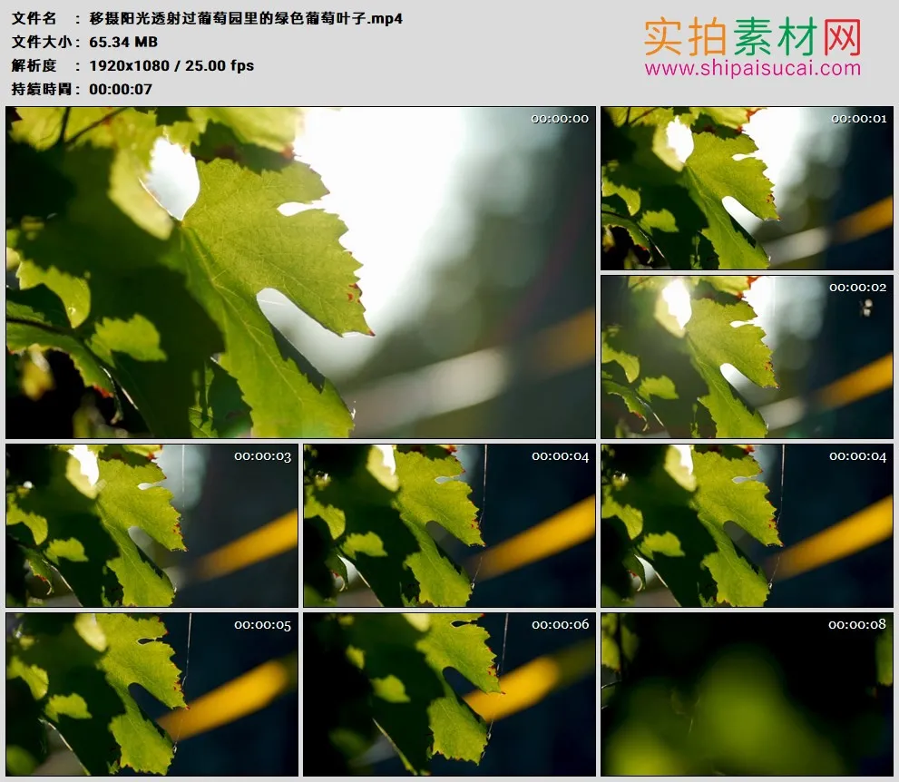 高清实拍视频素材丨移摄阳光透射过葡萄园里的绿色葡萄叶子