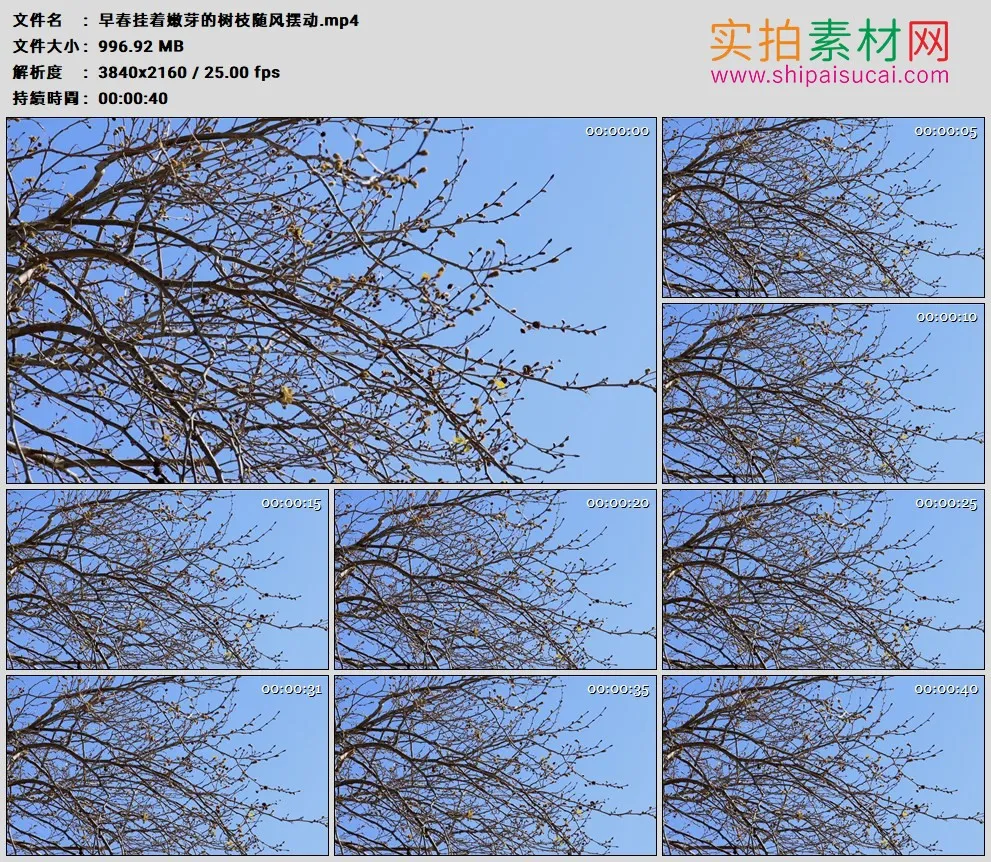 4K高清实拍视频素材丨早春挂着嫩芽的树枝随风摆动