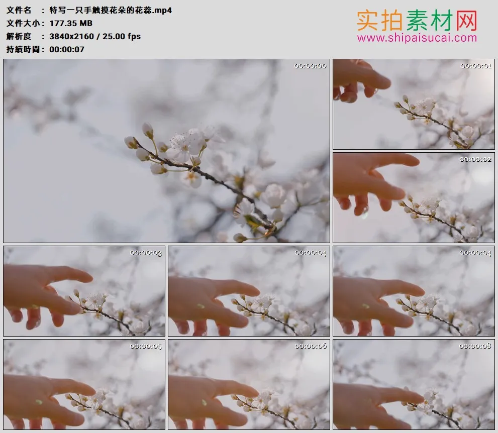 4K高清实拍视频素材丨特写一只手触摸花朵的花蕊