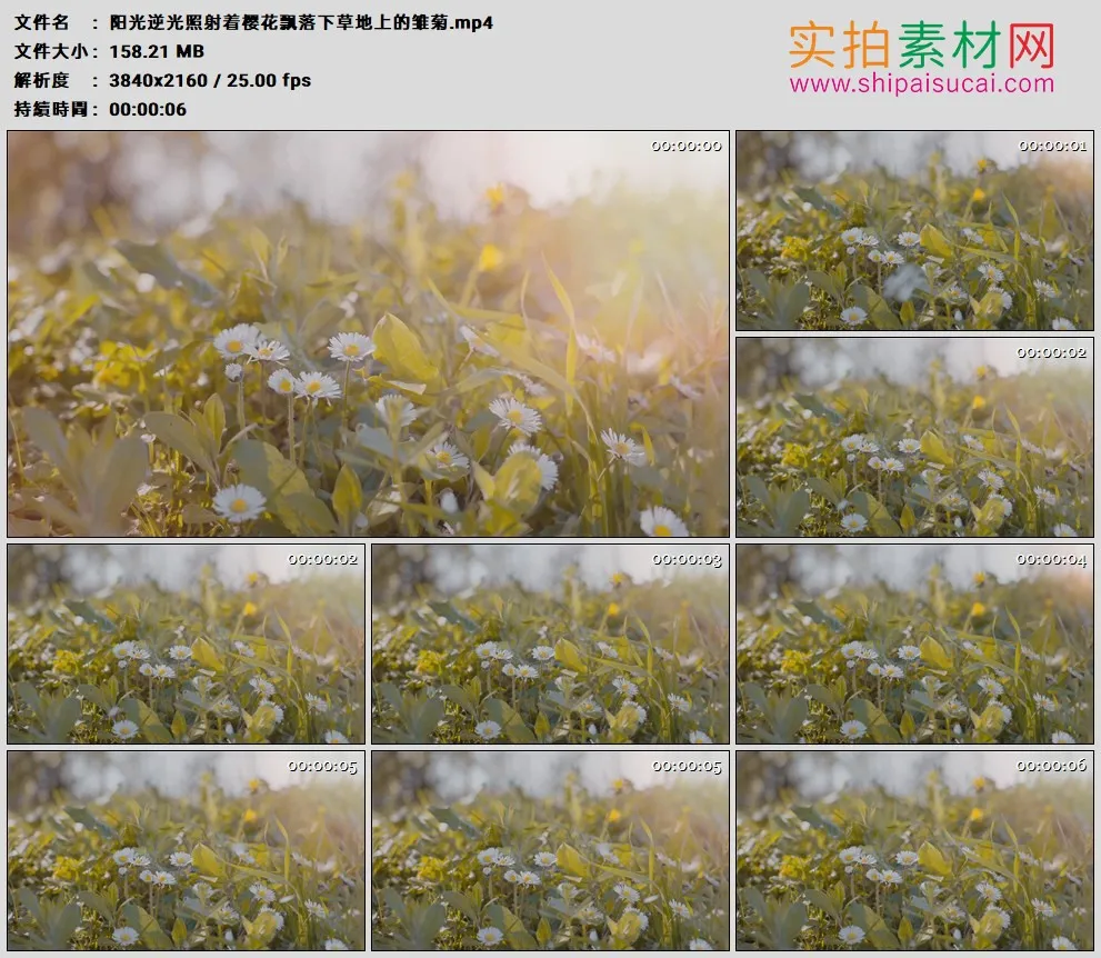 4K高清实拍视频素材丨阳光逆光照射着樱花飘落下草地上的雏菊