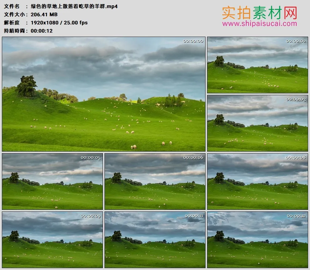高清实拍视频素材丨绿色的草地上散落着吃草的羊群