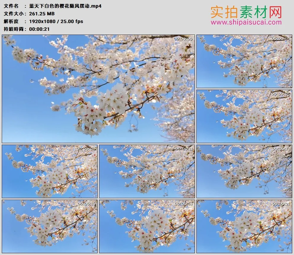 高清实拍视频素材丨蓝天下白色的樱花随风摆动