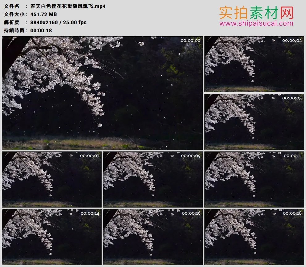4K高清实拍视频素材丨春天白色樱花花瓣随风飘飞