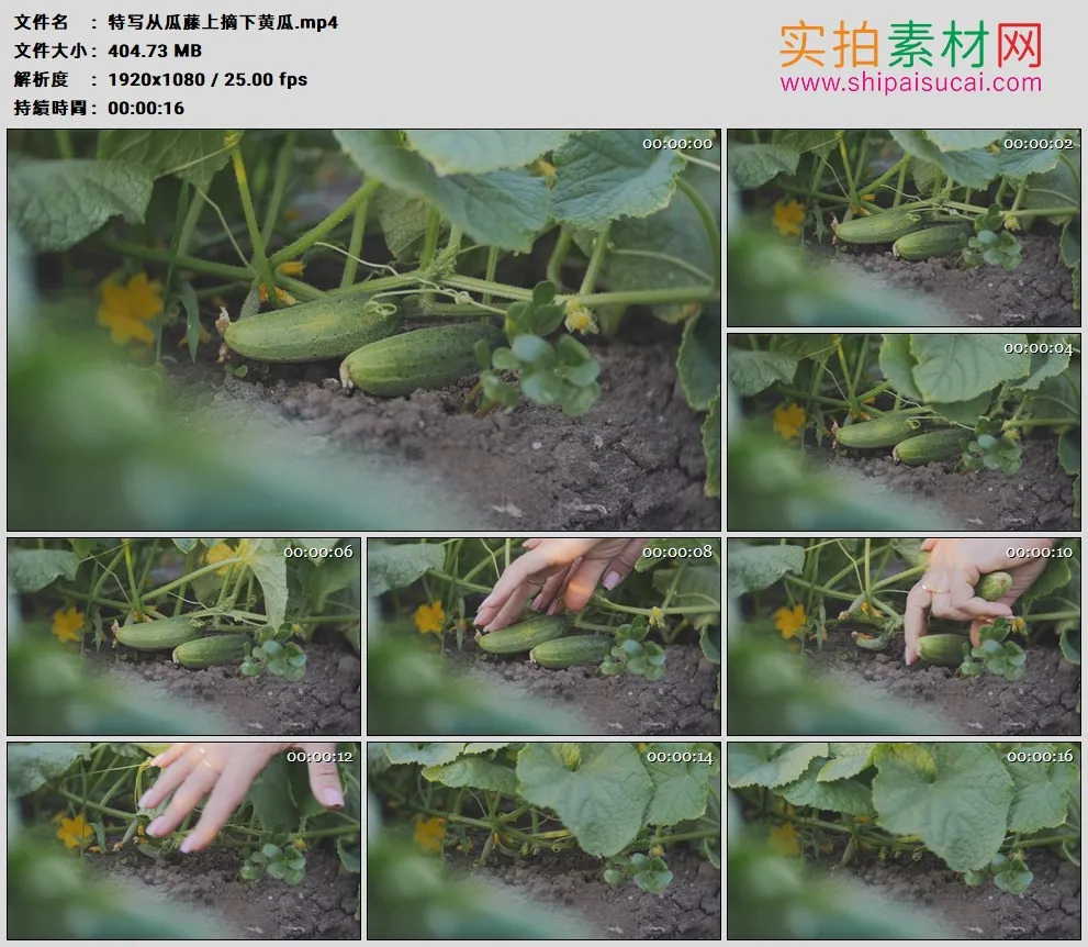 高清实拍视频素材丨特写从瓜藤上摘下黄瓜